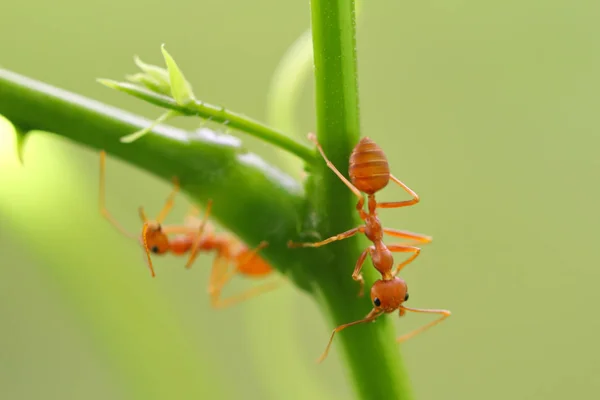 Red Ant Oecophylla Smaragdina Action Ant Tree Branch — Stock Photo, Image