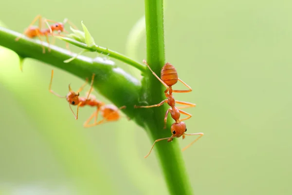 Red Ant Oecophylla Smaragdina Action Ant Tree Branch — Stock Photo, Image