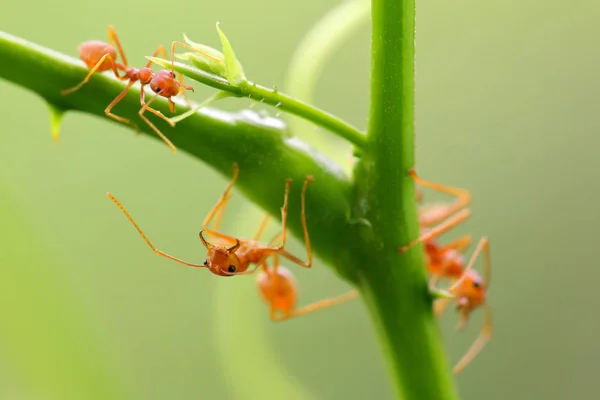 赤アリ Oecophylla Smaragdina 木の枝に Ant のアクション — ストック写真