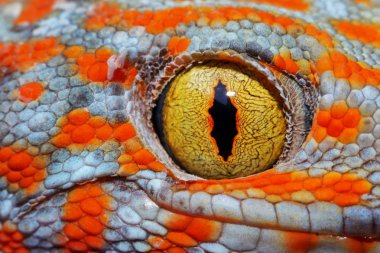 Renkli fırt'ın gecko göz makro şaşırtıcı.