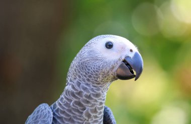 Afrika gri papağanı baş yakın çekim arıyorum