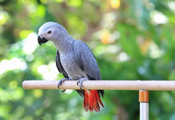 Papagaio Cinzento Africano Empoleirado Ramo — Fotografia de Stock