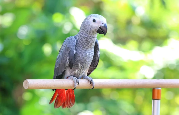 Afrikalı Gri Papağan Bir Dala Tünedi — Stok fotoğraf