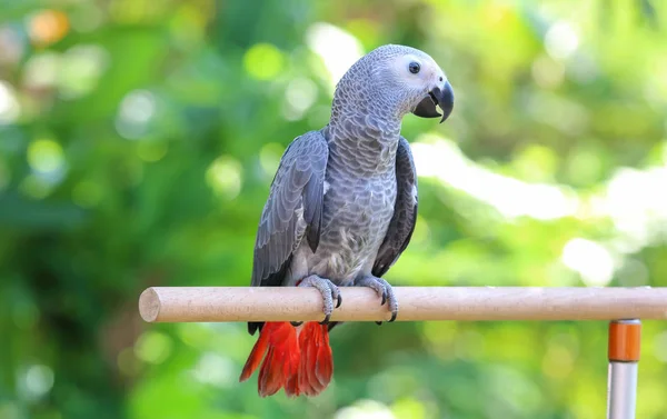 Loro Gris Africano Posado Una Rama — Foto de Stock