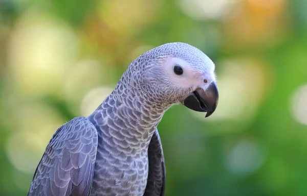 Cabeza Loro Gris Africano Primer Plano Mirando — Foto de Stock