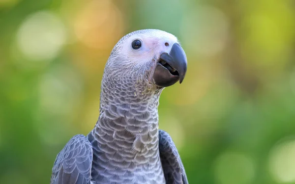 Afrika Gri Papağanı Baş Yakın Çekim Arıyorum — Stok fotoğraf