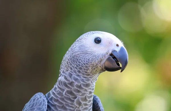 Afrika Gri Papağanı Baş Yakın Çekim Arıyorum — Stok fotoğraf