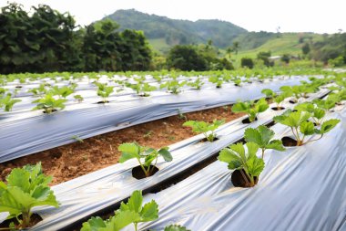 Tarım Çiftlik çilek alan.