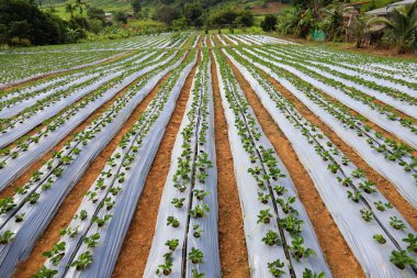 Tarım Çiftlik çilek alan.
