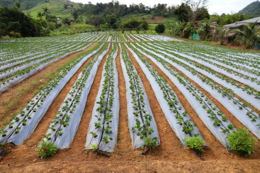 Tarım Çiftlik çilek alan.