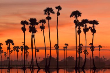 Renkli gündoğumu yatay, ve pirinç alan şeker palmiye ağaçlarının silhouettes
