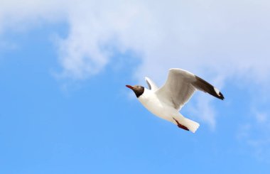 Gökyüzünde uçan güzel martı.