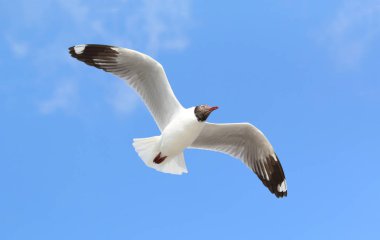 Gökyüzünde uçan güzel martı.