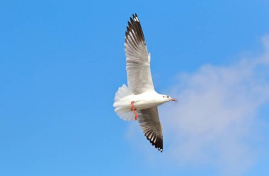Gökyüzünde uçan güzel martı.