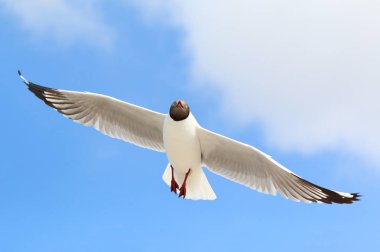 Gökyüzünde uçan güzel martı.