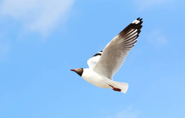 Beautiful Seagull Flying Sky — Stock Photo, Image