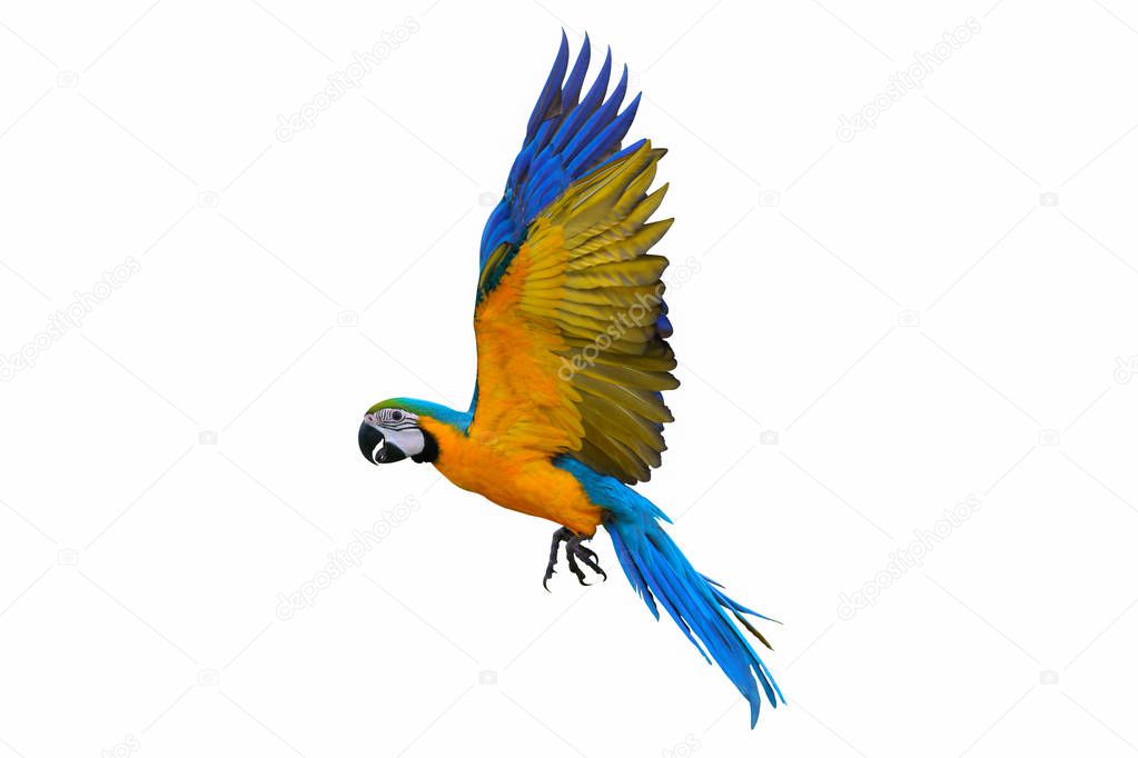 Colorful flying parrot isolated on white 