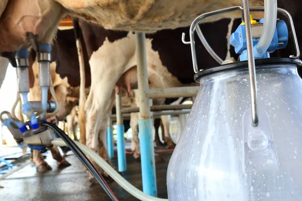 İnek sağma tesisi ve mekanize sağma ekipmanları