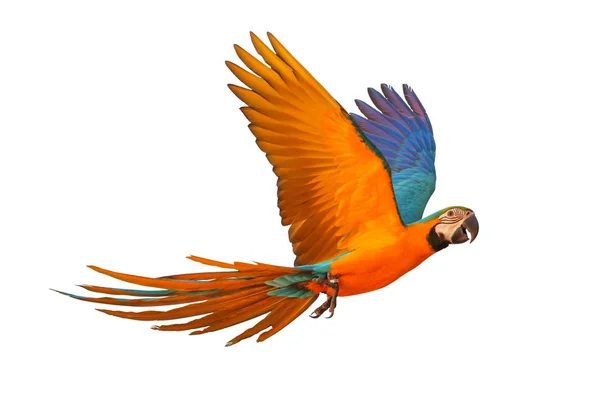 Färgglada Flygande Papegoja Isolerade Vit Blå Och Gul Macaw — Stockfoto
