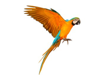 Beyaz izole renkli uçan papağan