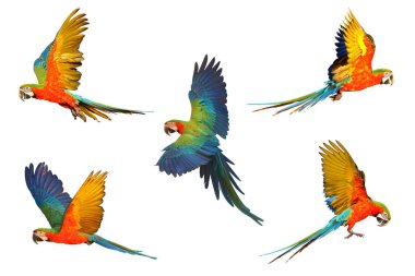 Beyaz arka plan üzerinde izole Amerika papağanı papağan kümesi