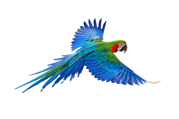 Beyaz arka plan üzerinde izole renkli uçan papağan.