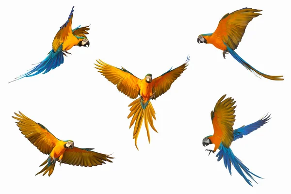 Beyaz arka plan üzerinde izole Amerika papağanı papağan kümesi