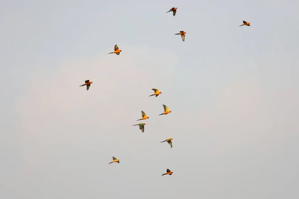 Colorful Parrots Flying Sky — Stock Photo, Image