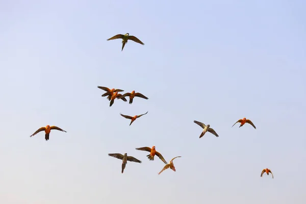 Colorful parrots flying in the sky.