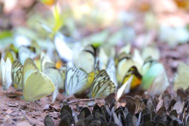 Kelebekler doğal Ban Krang Kampı bir dizi aşağıdaki. Phetchaburi, Tayland