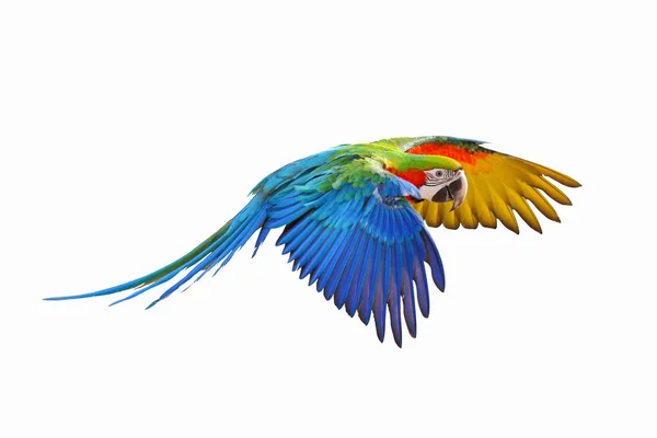 Colorful Flying Parrot Isolated White Background — Stock Photo, Image