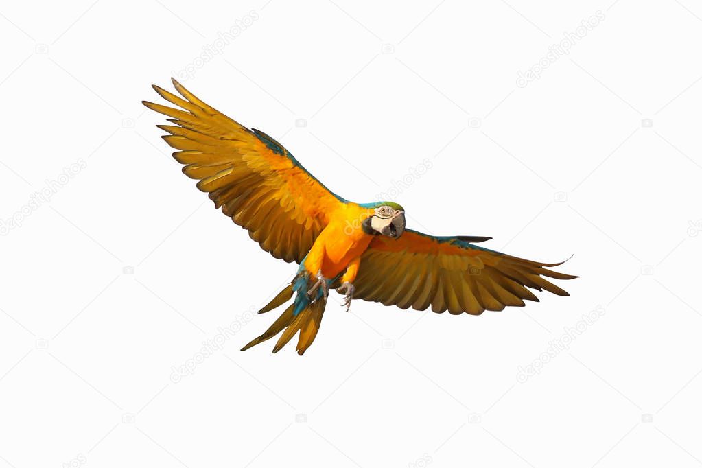 Colorful flying parrot isolated on white background