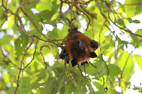 Chauve Souris Suspendue Arbre Dans Forêt Lumière Jour Renard Volant — Photo