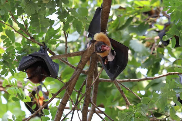 Morcegos Pendurados Árvore Floresta Luz Dia Raposa Voadora Lyle — Fotografia de Stock
