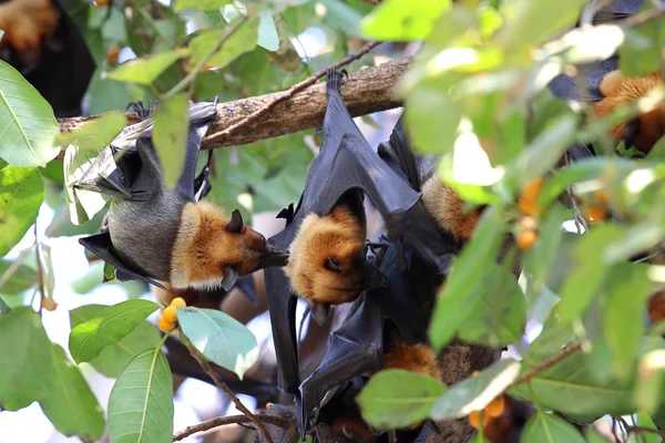 Pipistrelli Appesi All Albero Nella Foresta Alla Luce Del Giorno — Foto Stock