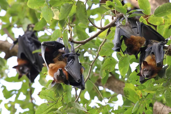 Gündüz ormanda ağaca asılı yarasalar 