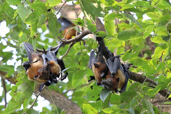 Murciélagos Colgando Árbol Bosque Luz Del Día Zorro Volador Lyle —  Fotos de Stock
