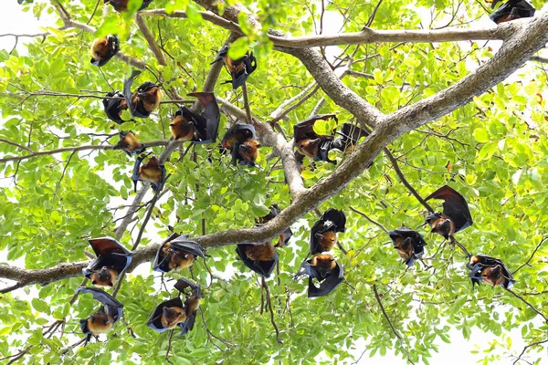 Morcegos Pendurados Árvore Floresta Luz Dia Raposa Voadora Lyle — Fotografia de Stock