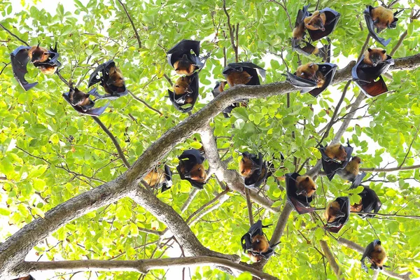 Vleermuizen Hangen Boom Het Bos Bij Daglicht Lye Flying Fox — Stockfoto