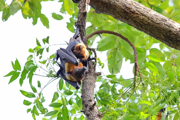 Bats hanging on tree in the forest at daylight 