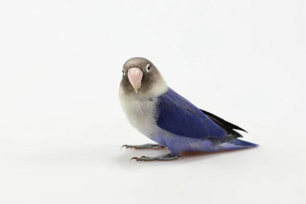 Μπλε Μασκοφόρος Ερωτευμένο Πουλί Απομονωθεί Στο Λευκό Φόντο — Φωτογραφία Αρχείου