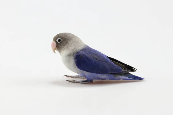 Lovebird Mascarado Azul Isolado Fundo Branco — Fotografia de Stock