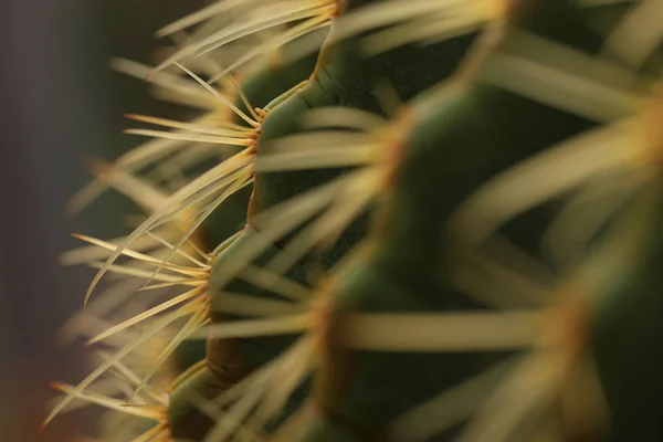 Close Thorn Cactus Garden — Stock Photo, Image