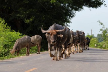 Thai buffalo walking on the road. clipart