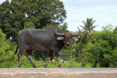 Yolda yürüyen Tay bufalosu.