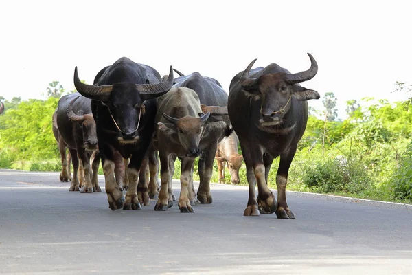 Búfalo Tailandés Caminando Por Camino — Foto de Stock