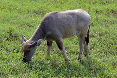 Çayır doğada ot yiyen su bufalosu