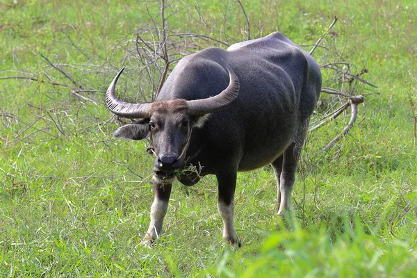 Búfalo Agua Comiendo Hierba Naturaleza Pradera — Foto de Stock