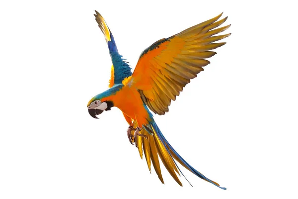 Beyaz arka plan üzerinde izole renkli uçan papağan.