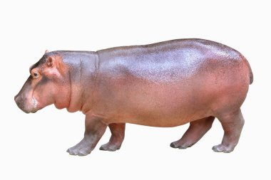 beyaz arkaplanda izole edilmiş hipopotam.